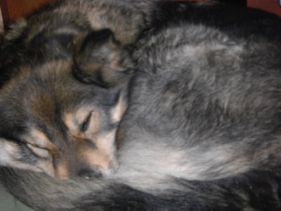 Amber falling asleep